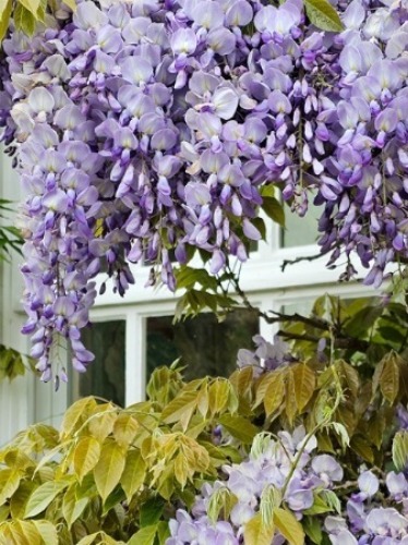 Violette Blüten der Glyzinie